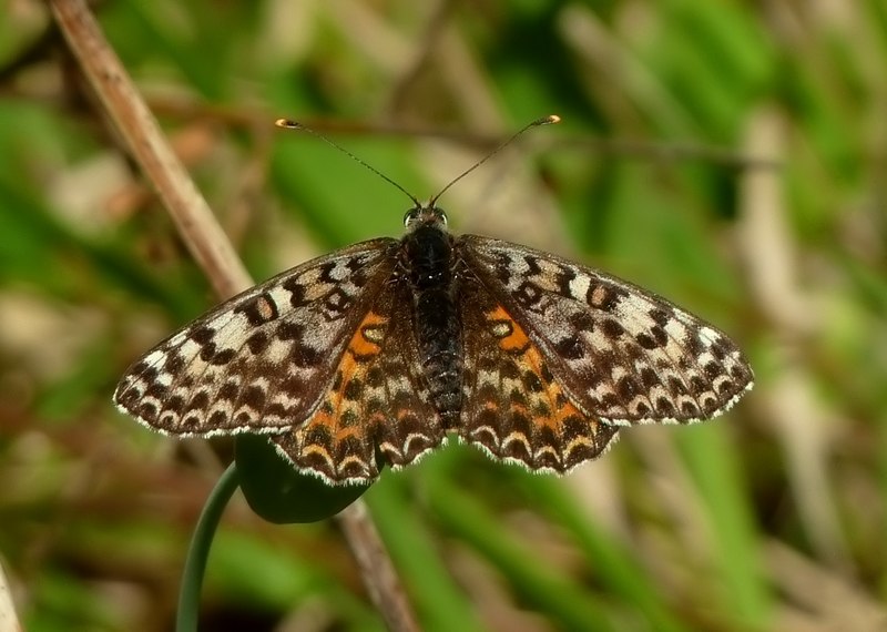 femmine di didyma...